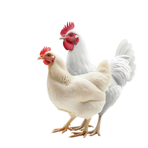 chicken-family